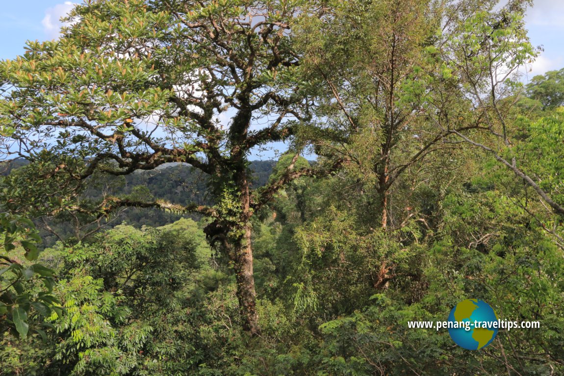 Langur Way Canopy Walk