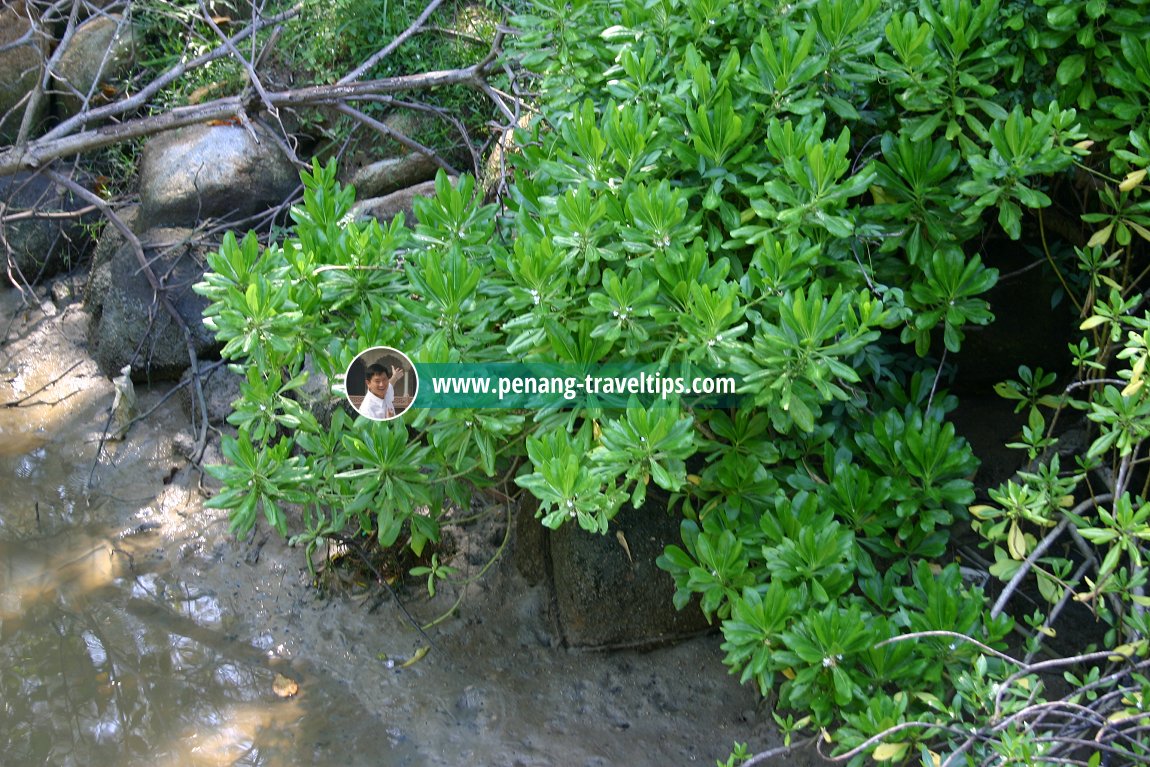 Sungai Batu, Penang