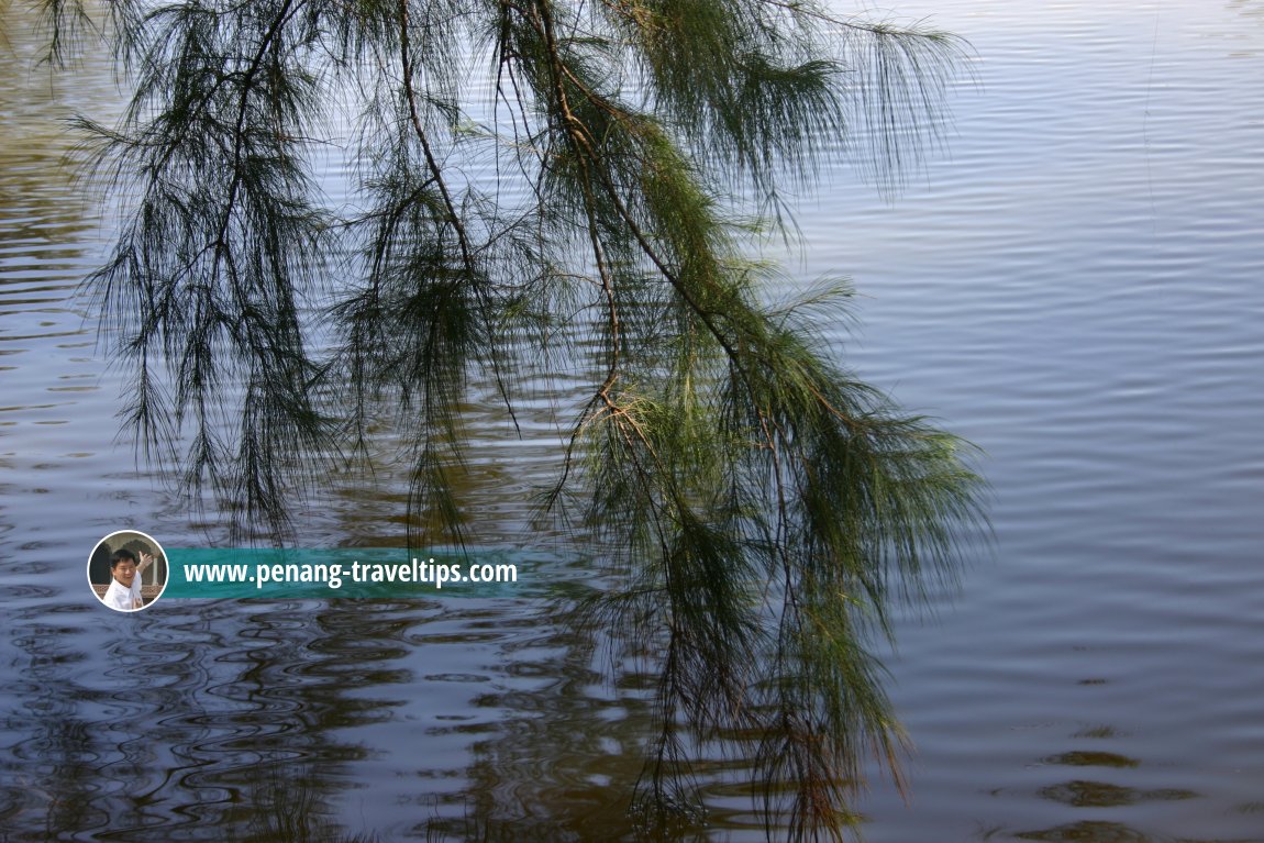 Casuarina reaching to the surface of Tasik Teluk Bayu