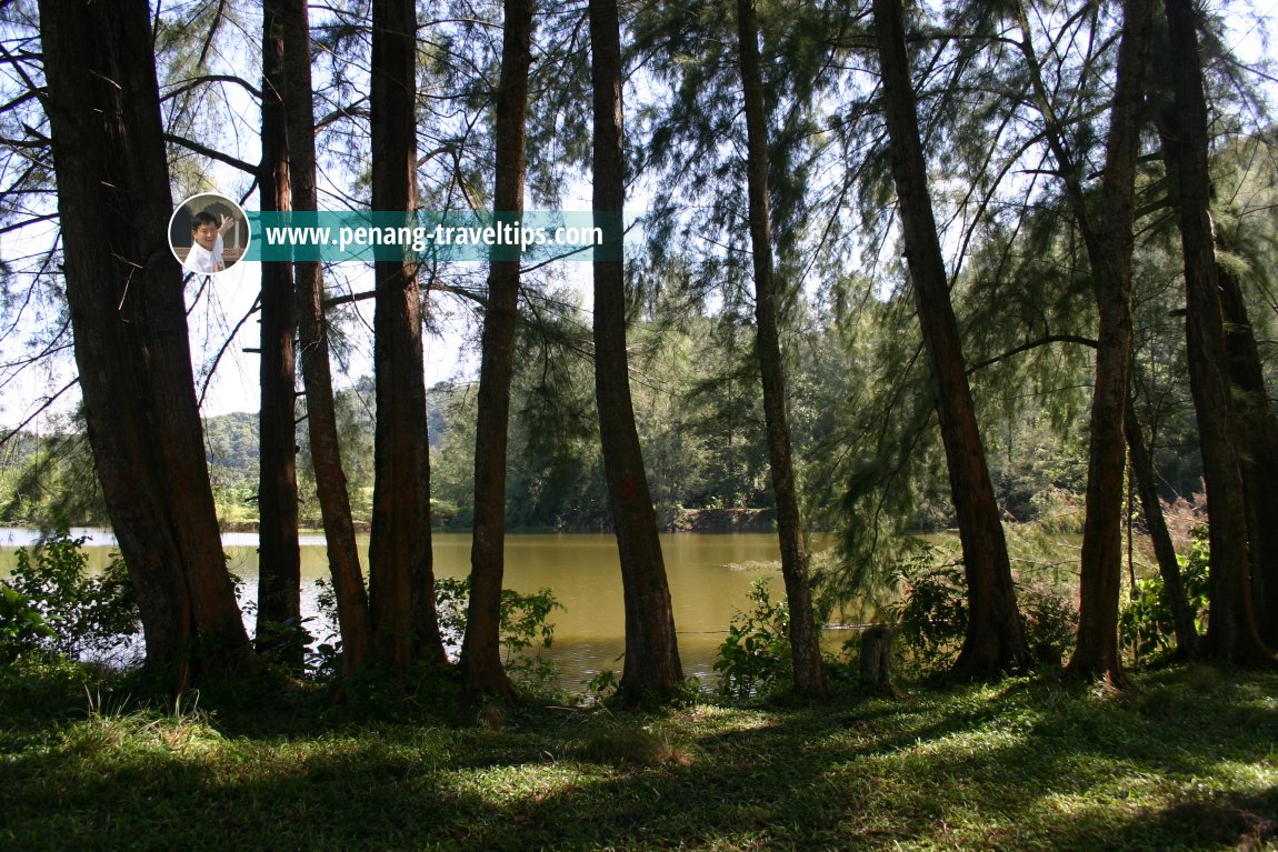 Tasik Teluk Bayu behind the casuarina grove