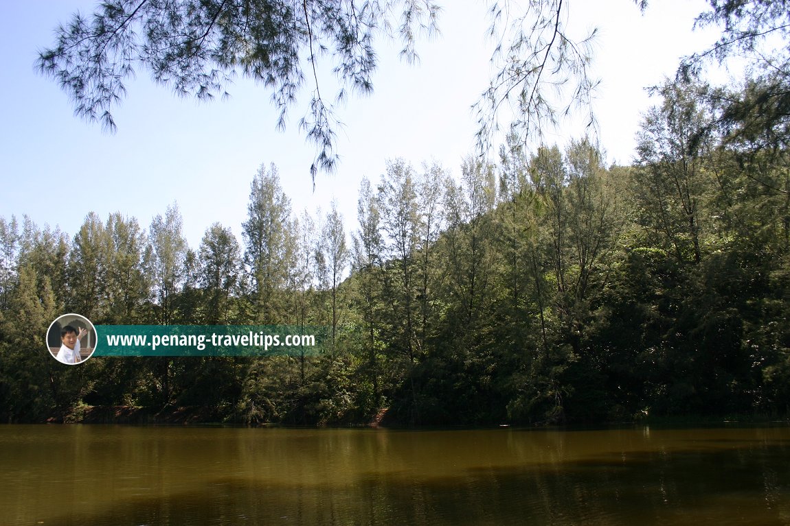 Tasik Teluk Bayu behind the casuarina grove