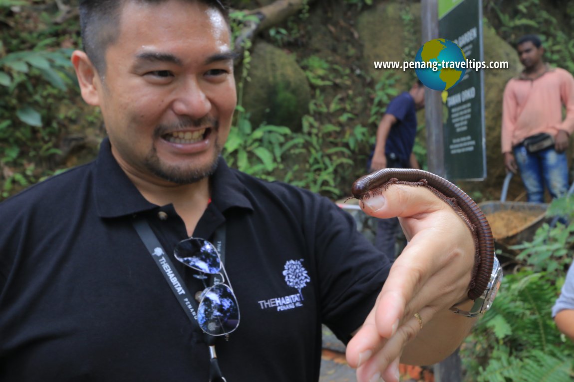 The Habitat Penang Hill