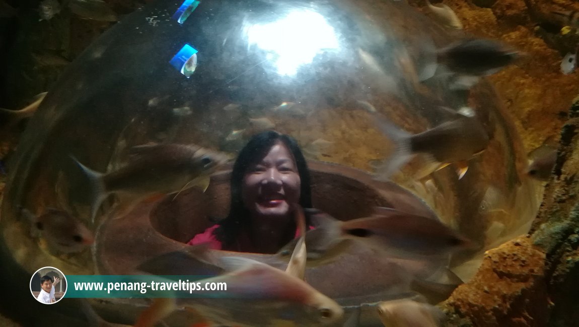 TOP Boutique Aquarium, The TOP, Komtar