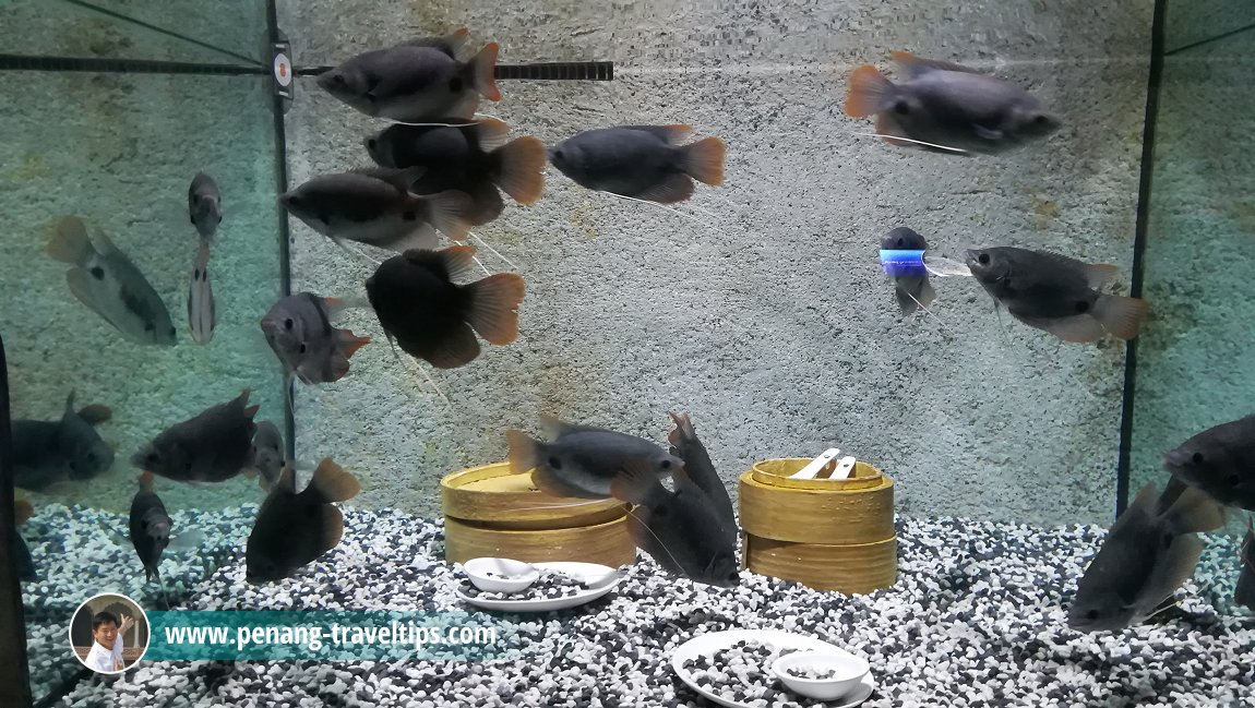 TOP Boutique Aquarium, The TOP, Komtar