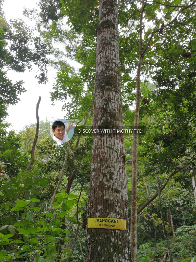 Gunung Pulai Recreational Forest