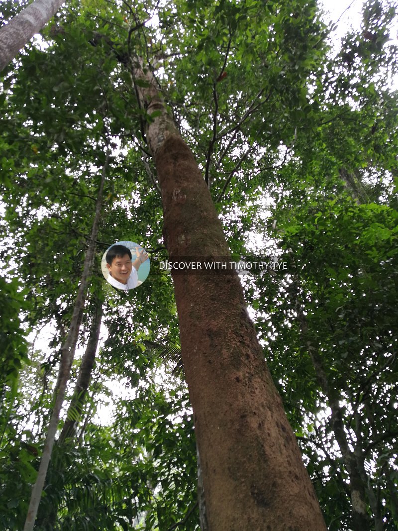 Gunung Pulai Recreational Forest