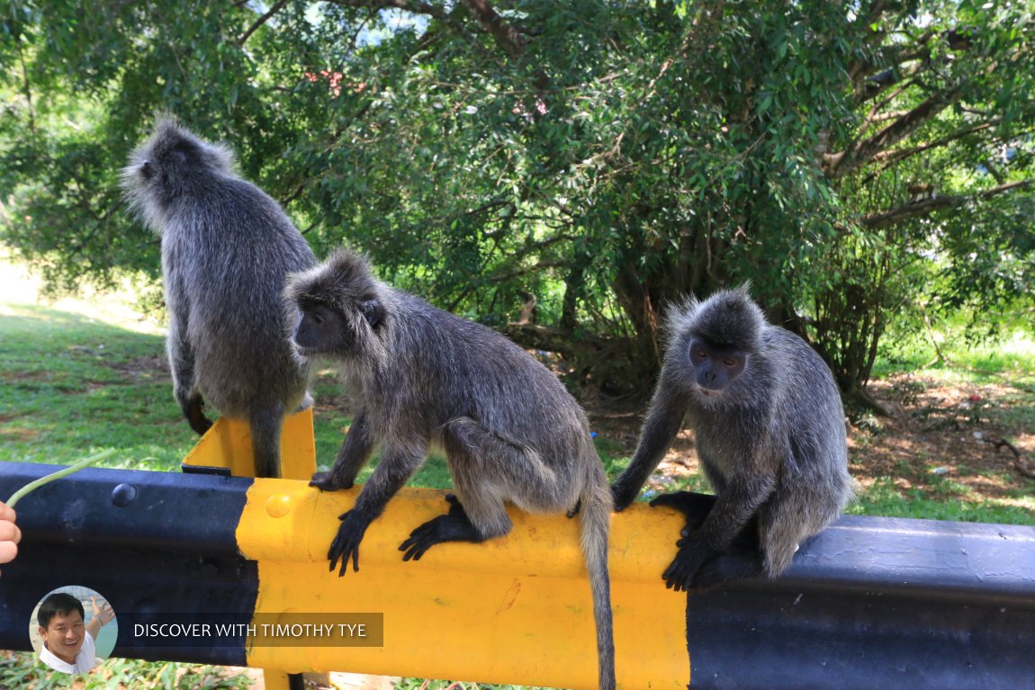 Spider monkeys at Kota Malawati