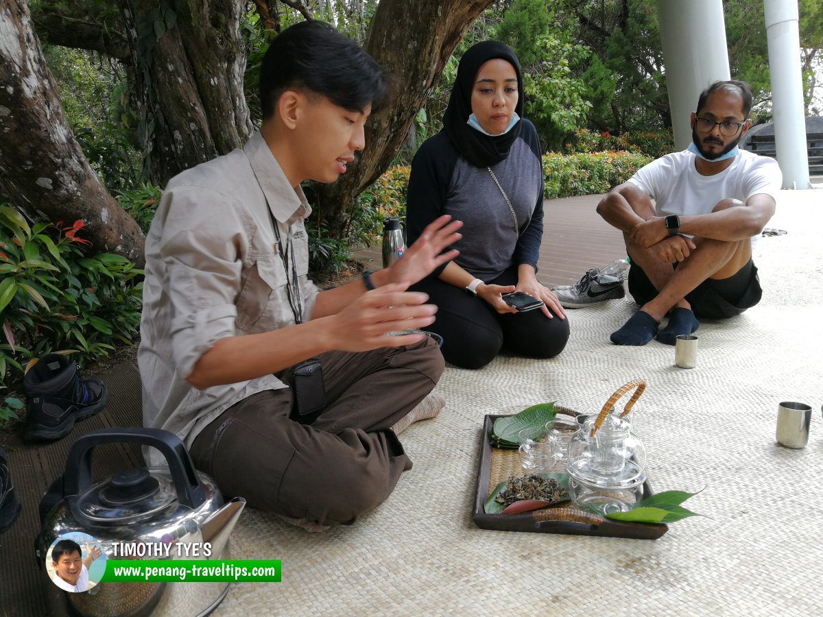 Forest Bathing at The Habitat Penang Hill