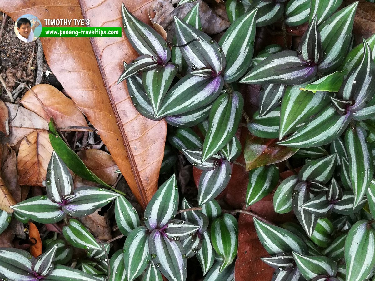 Forest Bathing at The Habitat Penang Hill