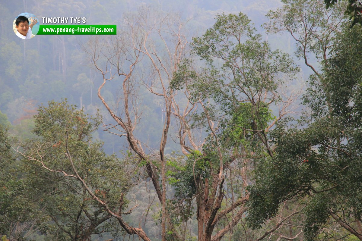 Forest Bathing at The Habitat Penang Hill