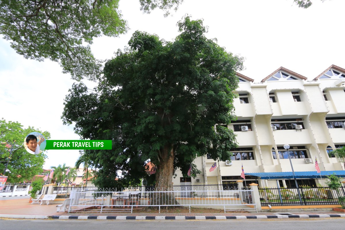 Oldest Rubber Tree of Malaya