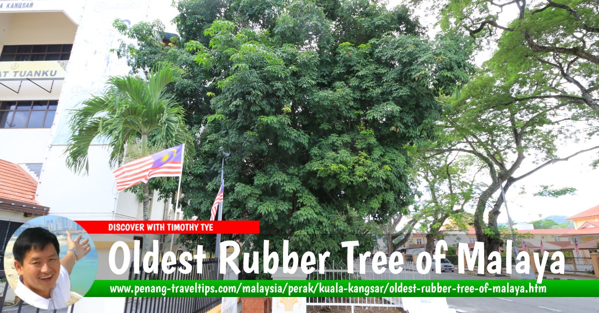 Oldest Rubber Tree of Malaya