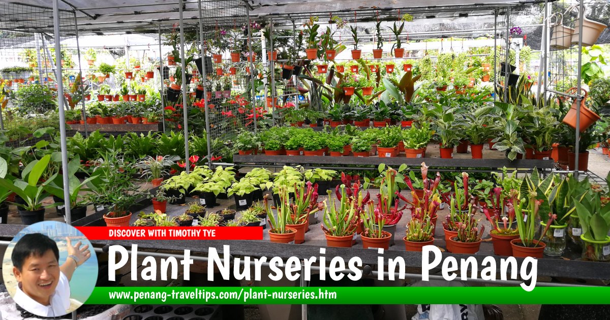 Plant Nurseries in Penang