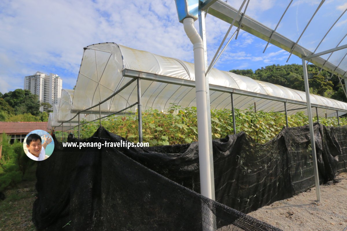 Pusat Agro Pelancongan Relau