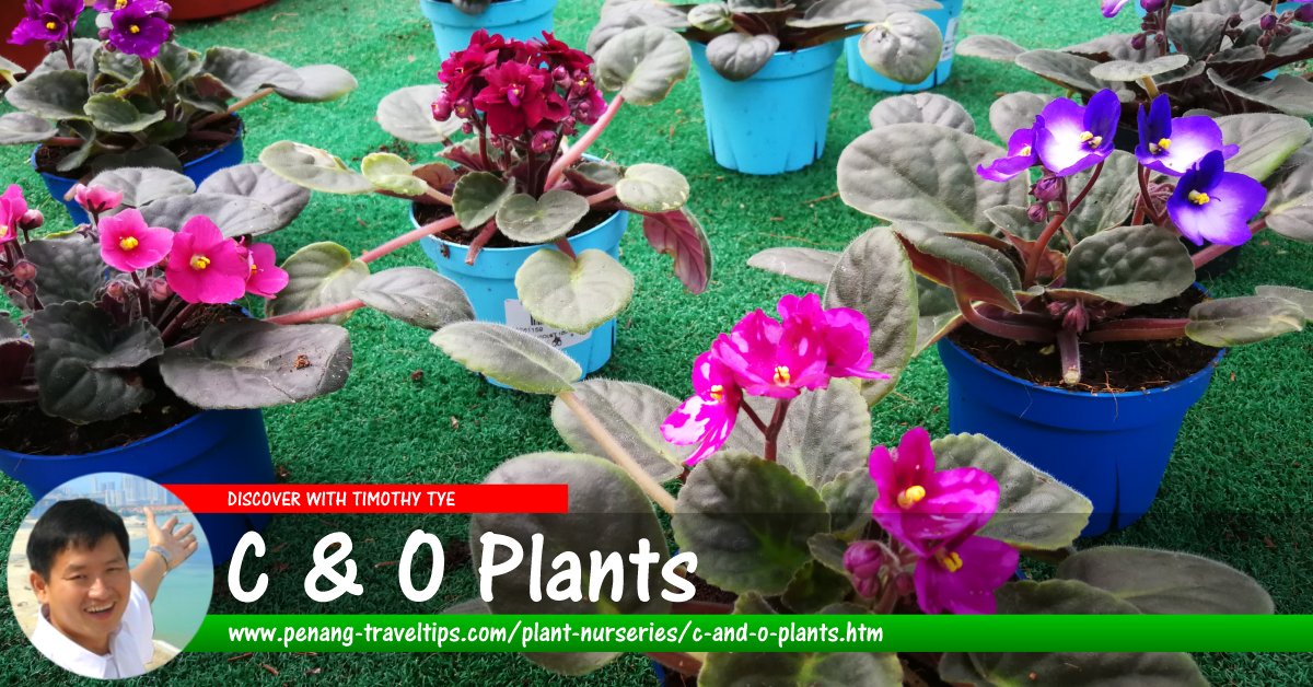 C & O Plants