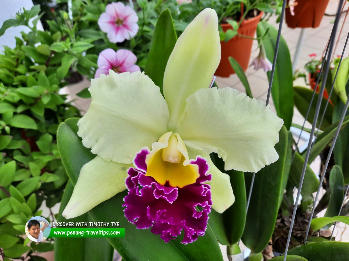 Cattleya orchid at Kitty Garden