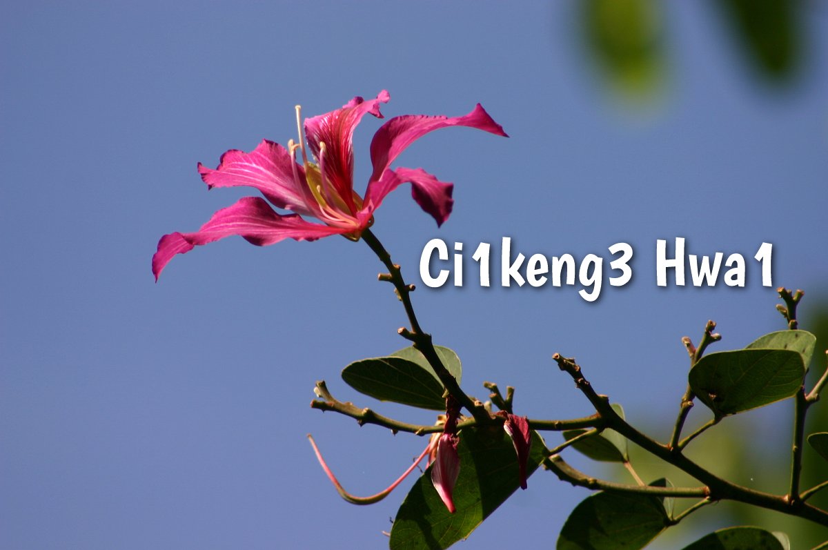 Ci1keng3 Hwa1 (Bauhinia)