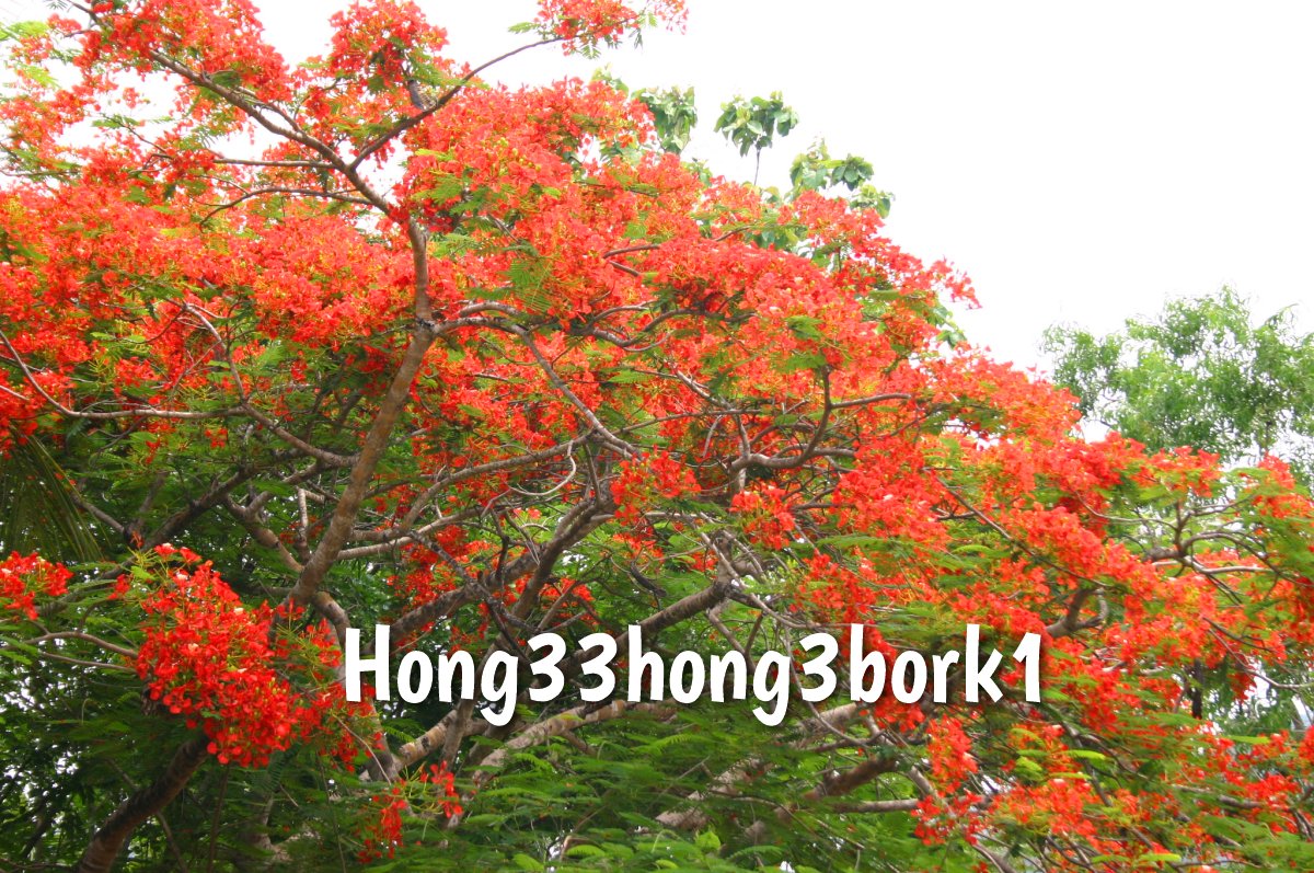 Hong33hong3bork1