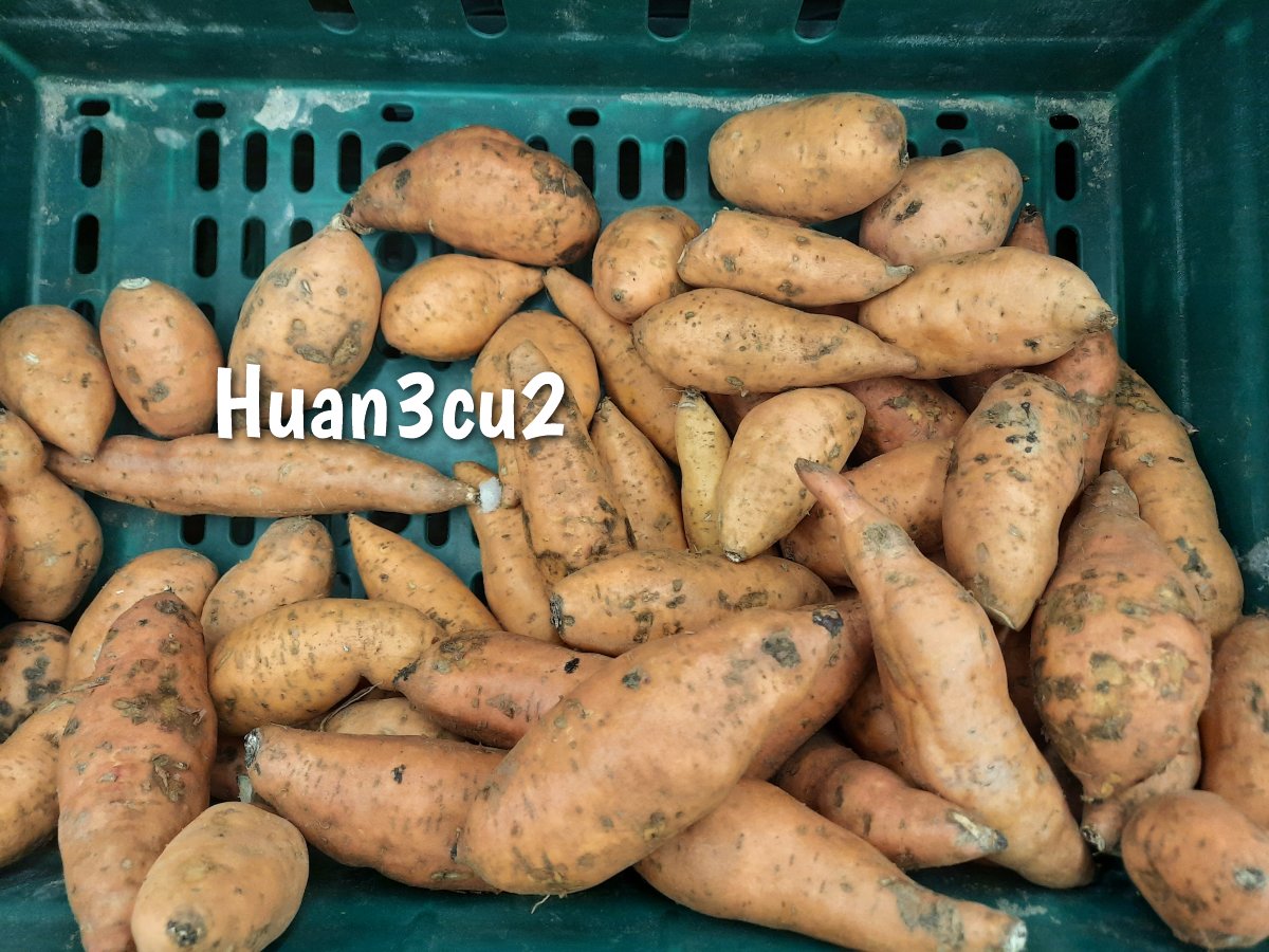 Huan3cu2 (Sweet Potato)