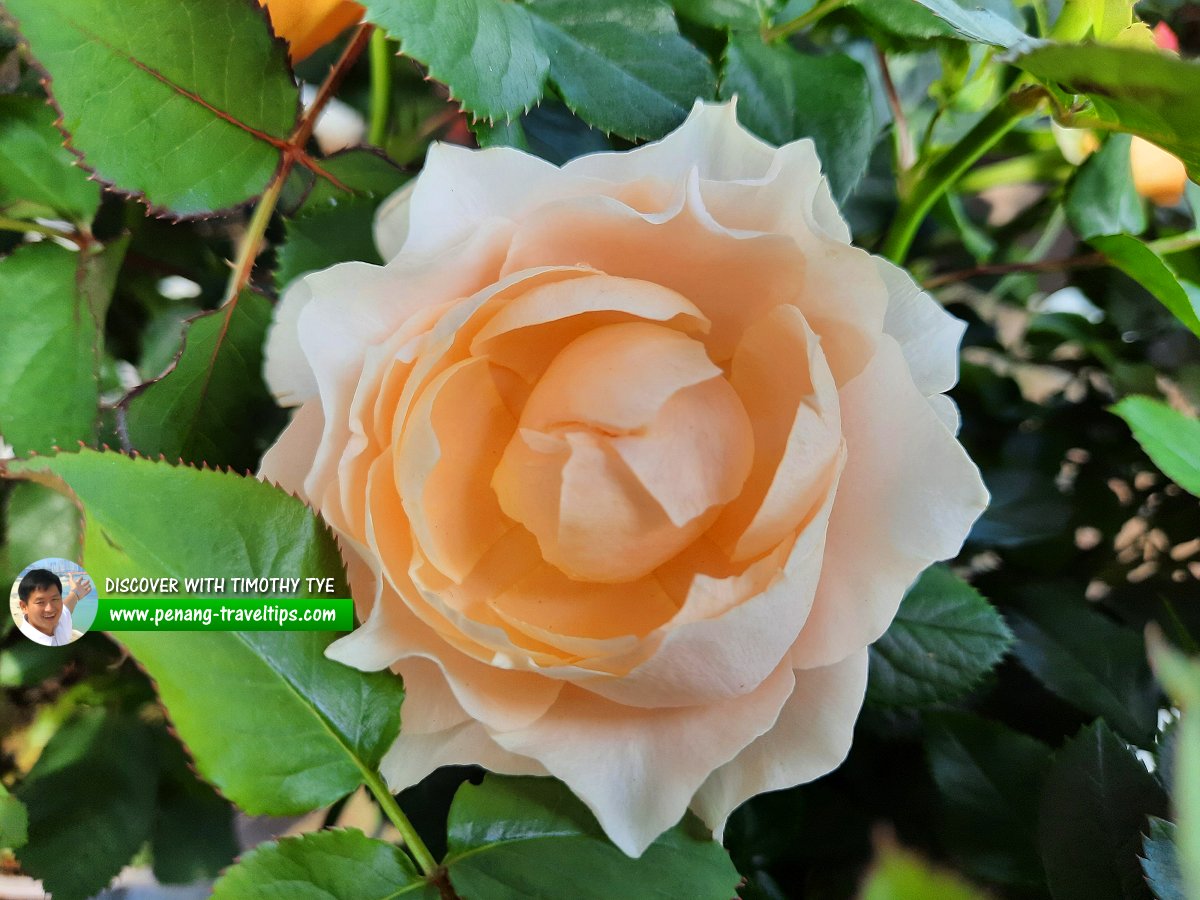 Rose at Kitty Garden
