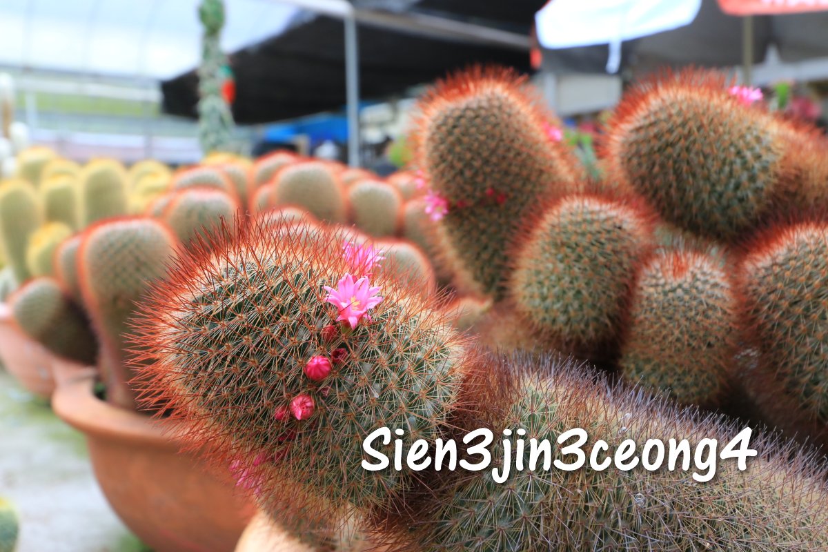 Sien3jin3ceong4 (cactus)
