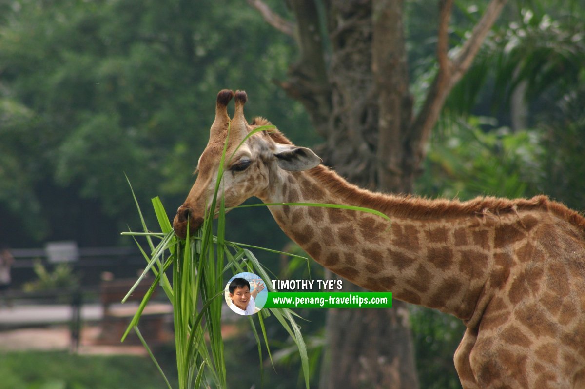 Giraffe at Taiping Zoo