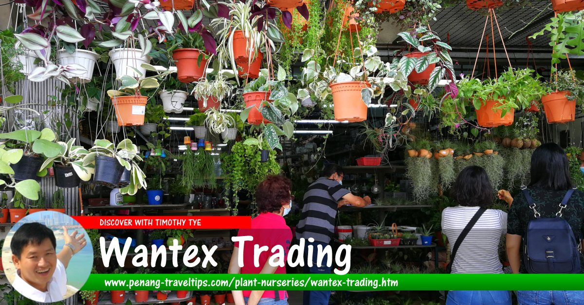 Wantex Trading
