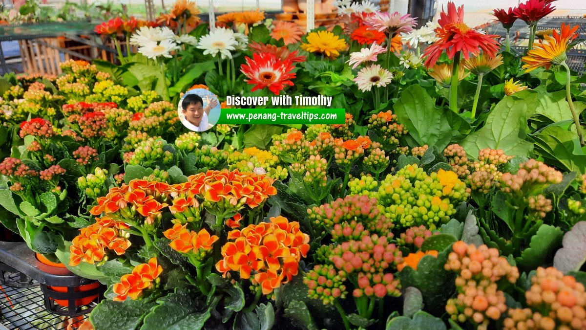 Blooms Nursery & Gallery, Kampung Seronok, Bayan Lepas, Penang