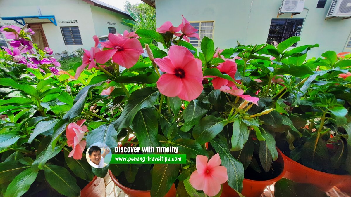 Blooms Nursery & Gallery, Kampung Seronok, Bayan Lepas, Penang