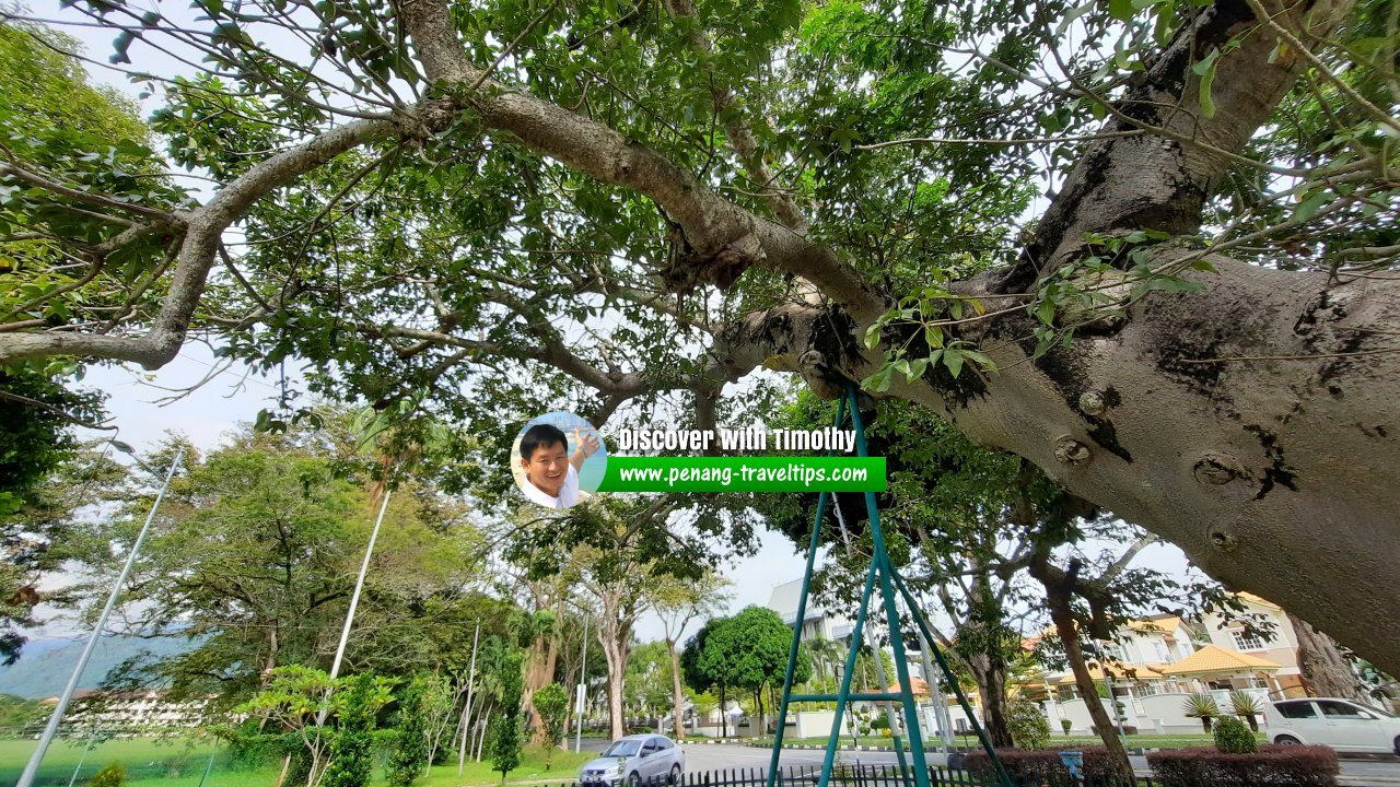 Captain Speedy's Baobab Tree, George Town, Penang