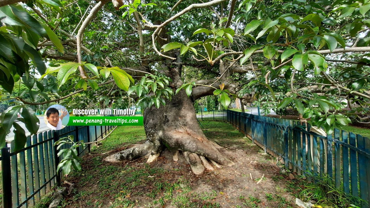 Captain Speedy's Baobab Tree, George Town, Penang