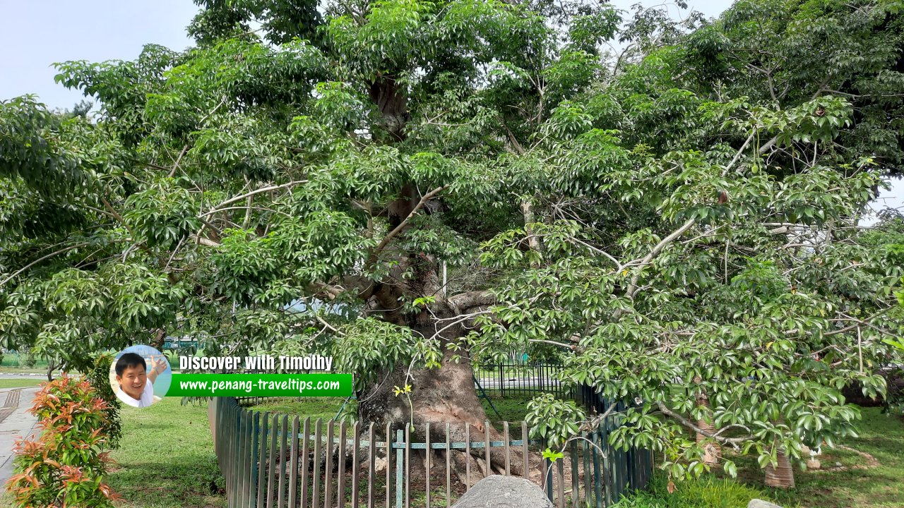 Captain Speedy's Baobab Tree, George Town, Penang