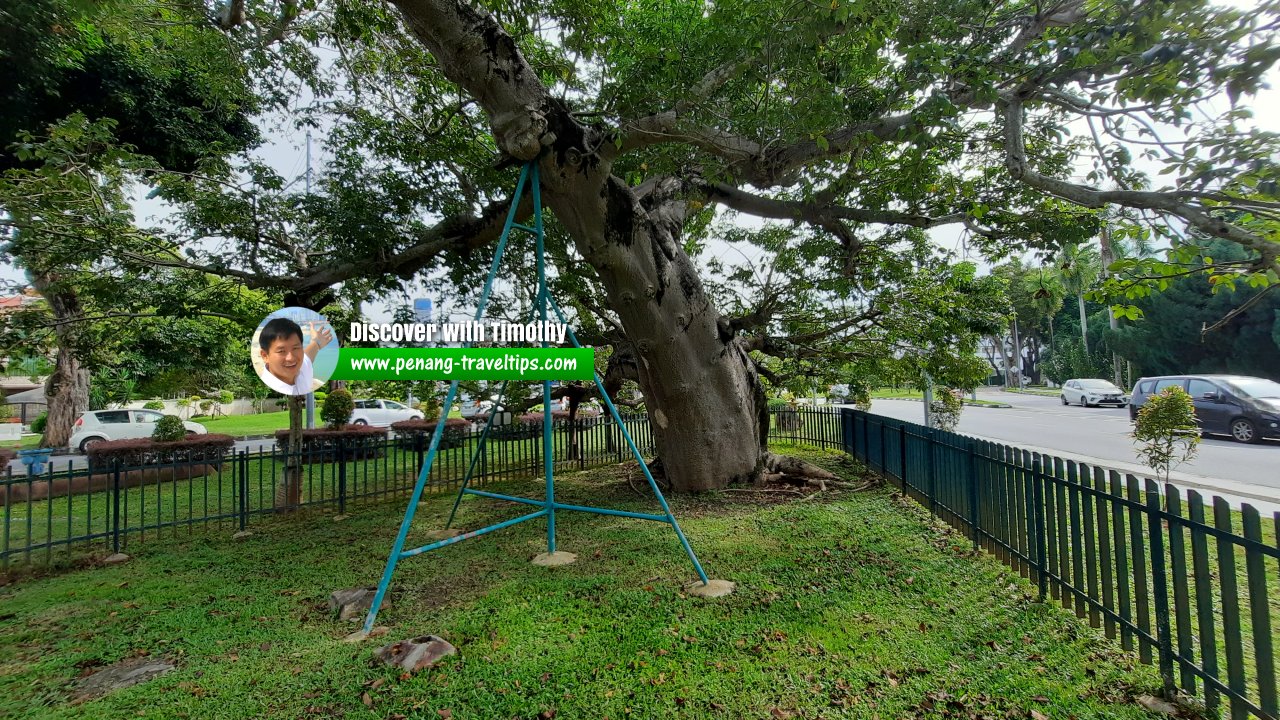 Captain Speedy's Baobab Tree, George Town, Penang