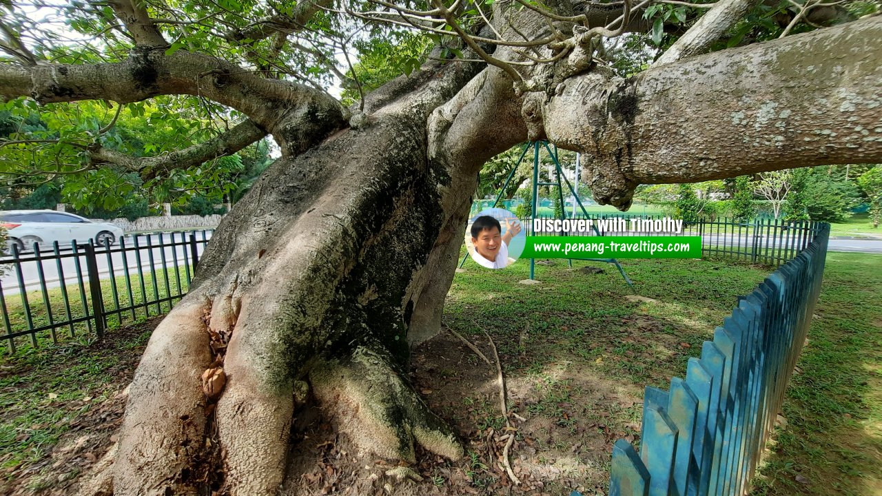 Captain Speedy's Baobab Tree, George Town, Penang