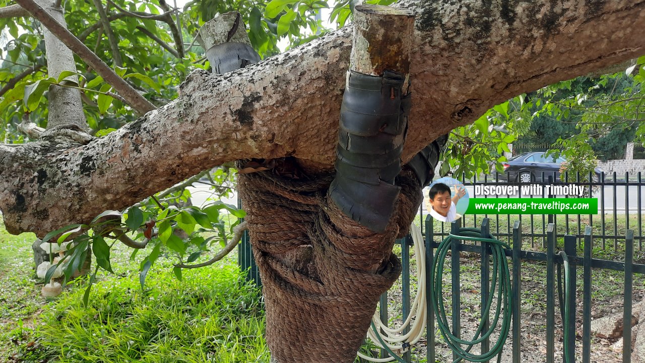 Captain Speedy's Baobab Tree, George Town, Penang