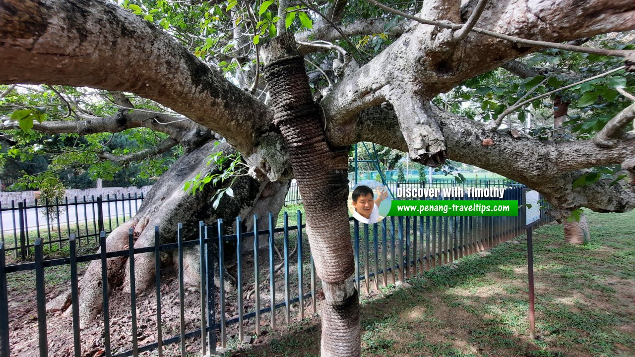 Captain Speedy's Baobab Tree, George Town, Penang