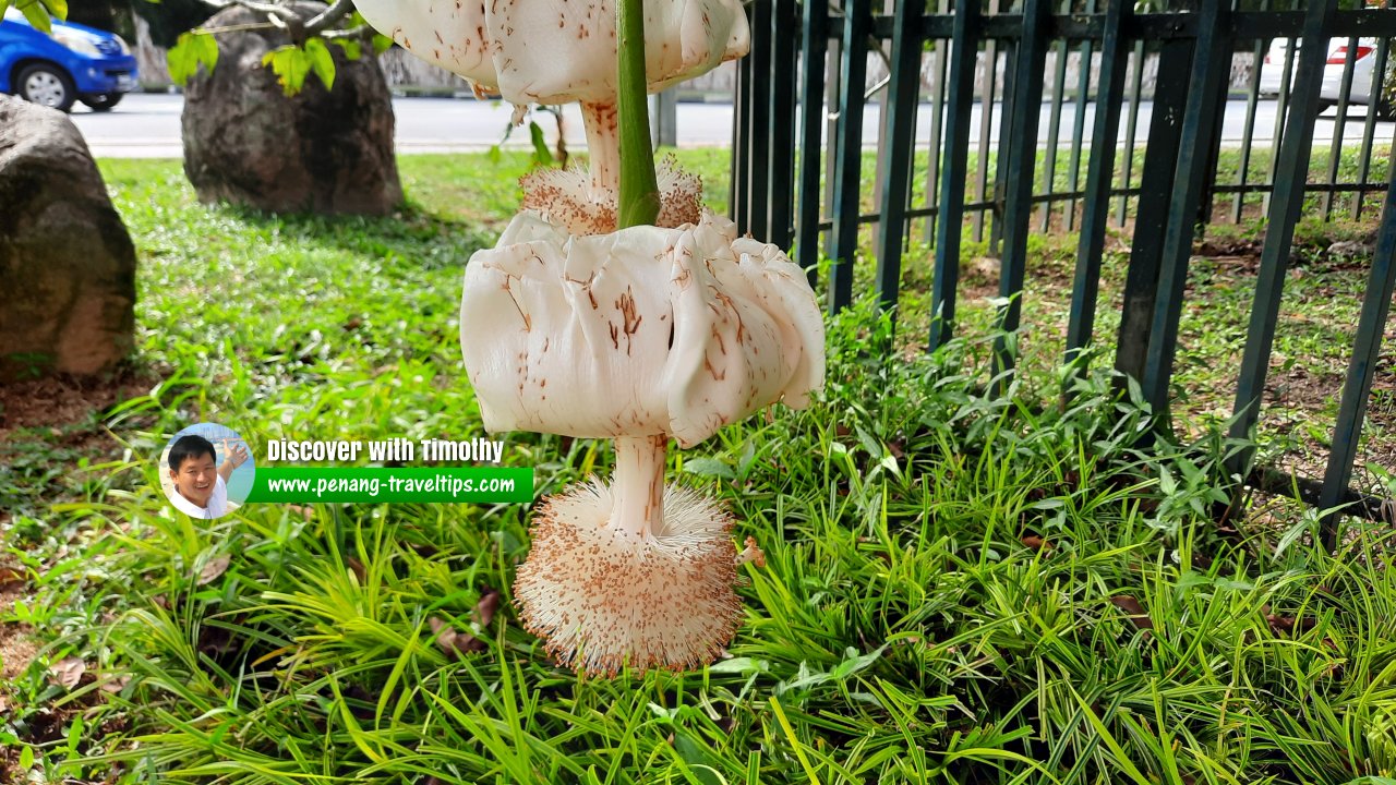 Captain Speedy's Baobab Tree, George Town, Penang