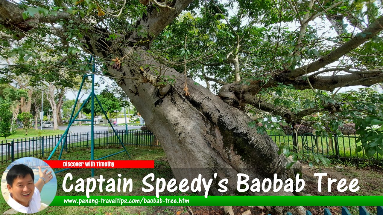 Captain Speedy's Baobab Tree, George Town, Penang