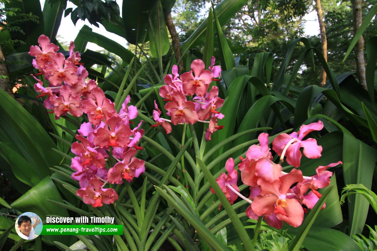 Orchids, Singapore Botanic Gardens