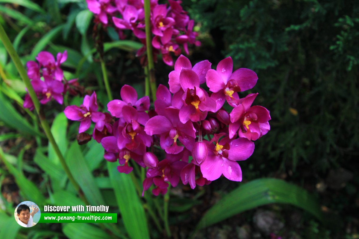 Spathoglottis orchids, National Orchid Garden, Singapore