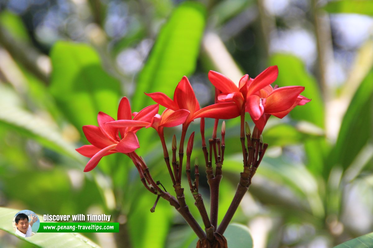 Red Frangipani, Singapore Botanic Gardens