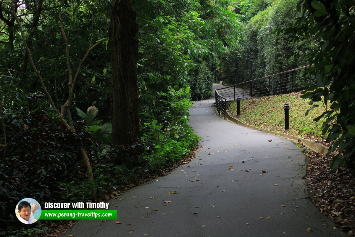 Forested path at the  Singapore Botanic Gardens