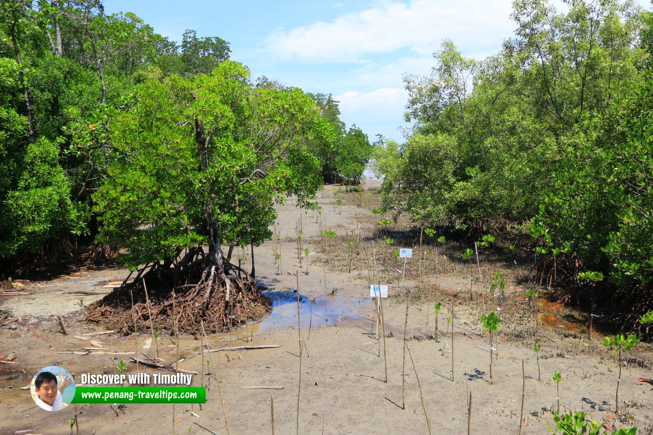 Taman Negara Tanjung Piai