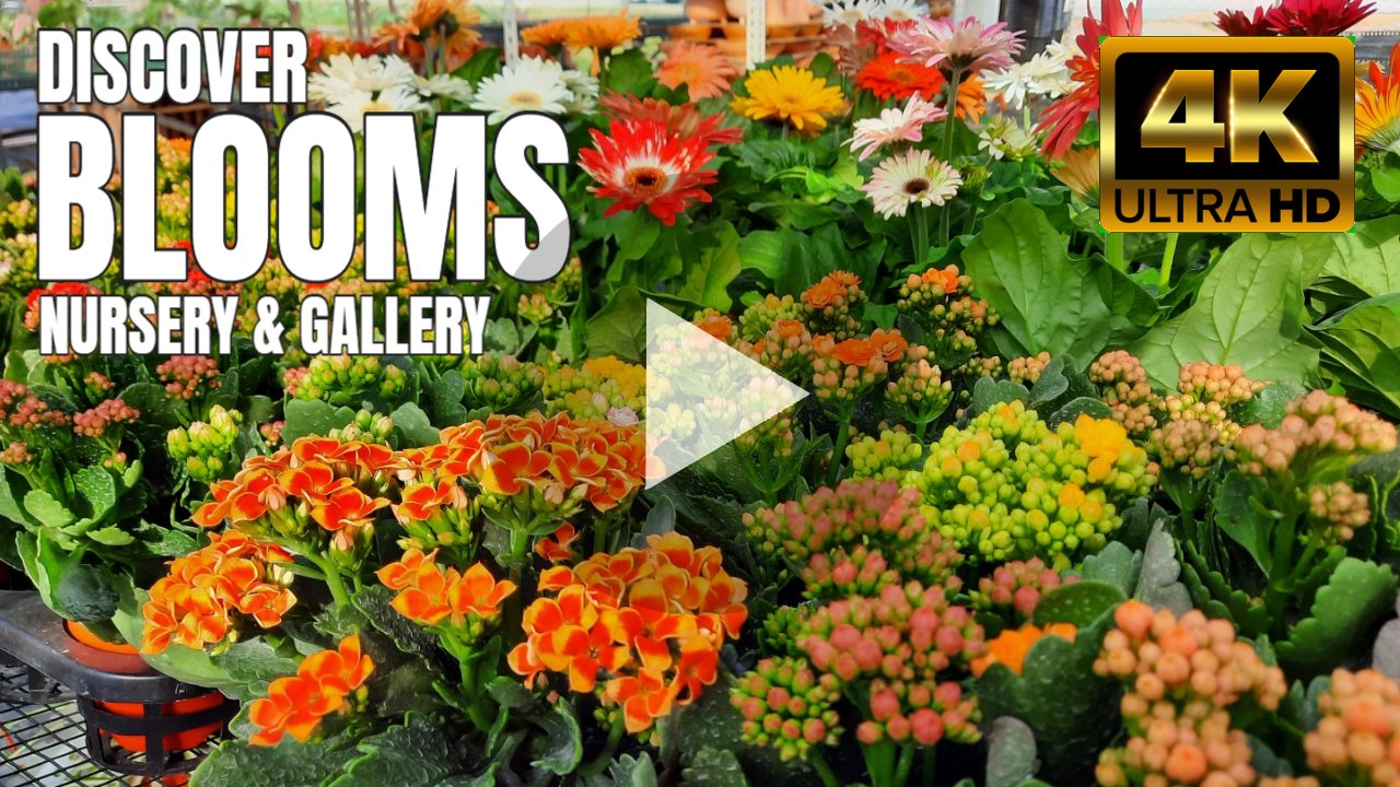 Blooms Nursery & Gallery