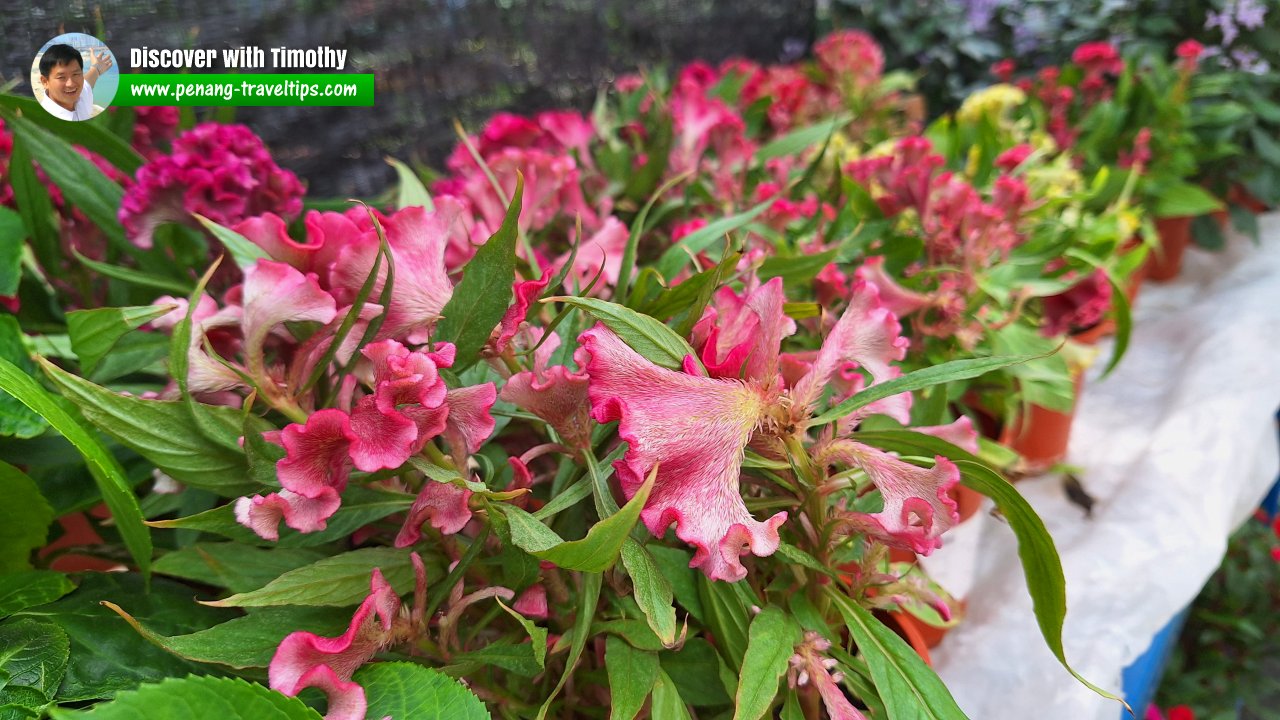 Green Plant Nursery