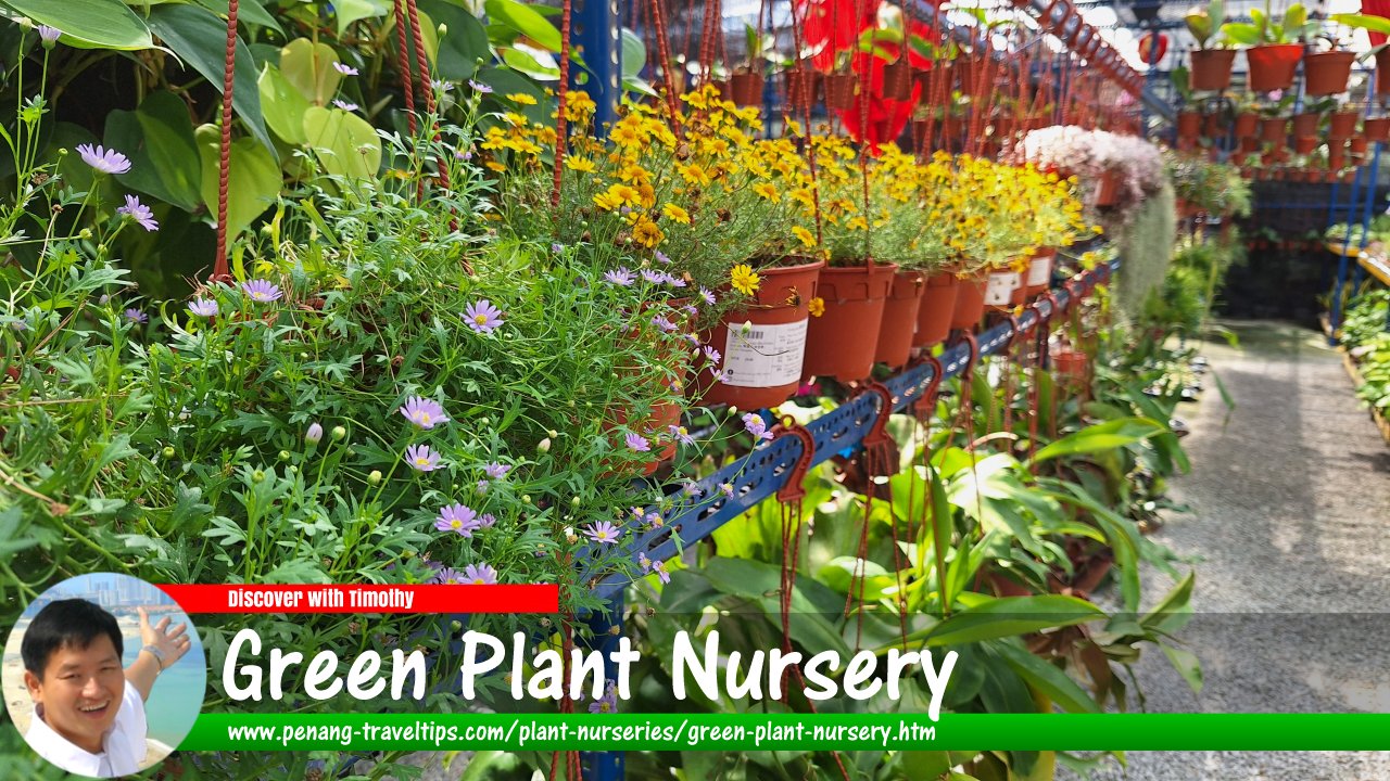 Green Plant Nursery
