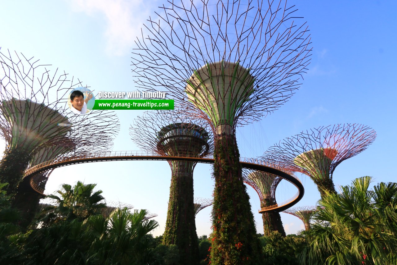 Supertrees at Gardens by the Bay