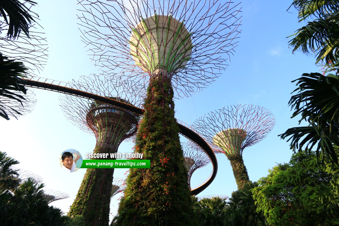 Supertrees at Gardens by the Bay