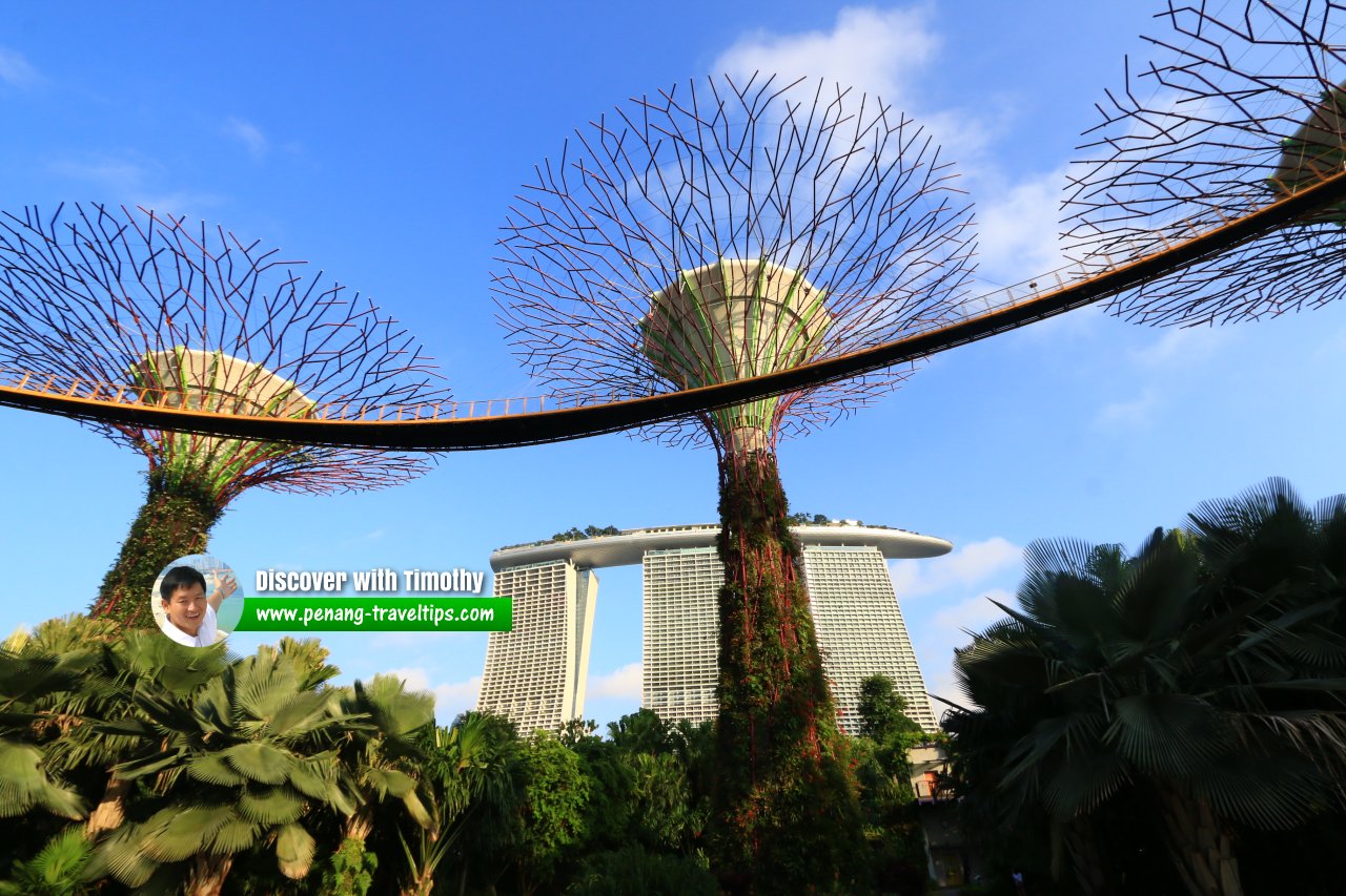 Supertrees at Gardens by the Bay