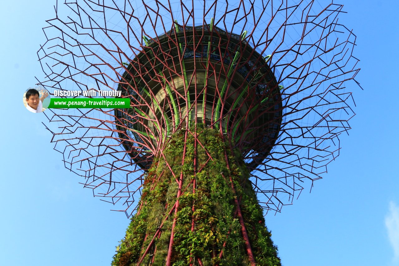 Supertrees at Gardens by the Bay